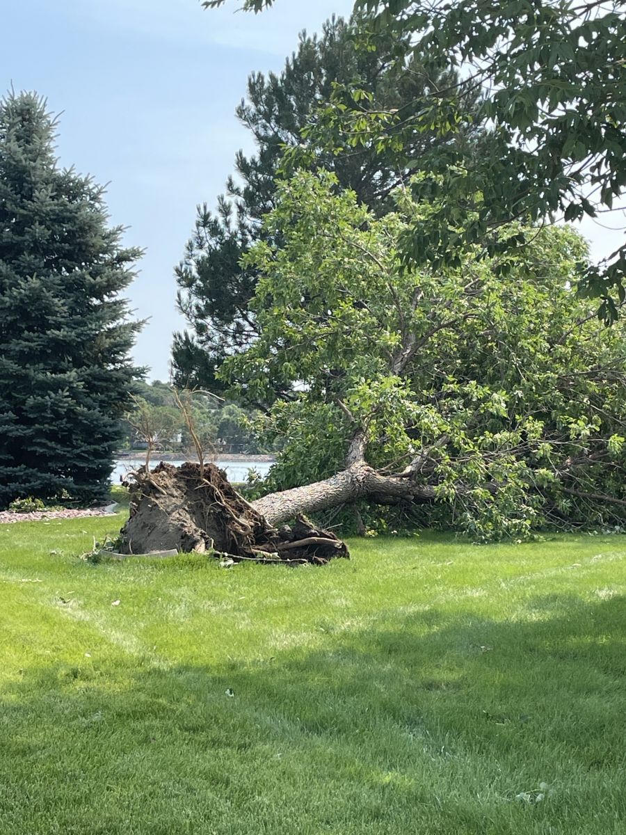 Large tree uprooted. Photo credit DRG Media Group.
